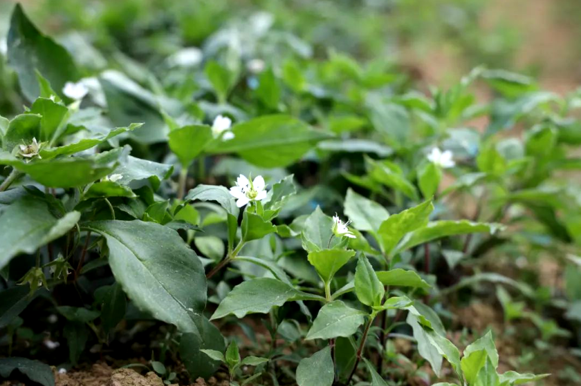 【政策动态】安徽省药品监...